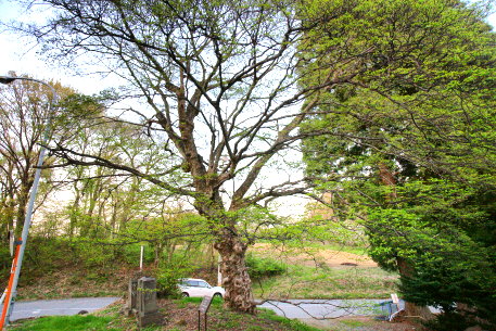 南郷のヤマボウシ