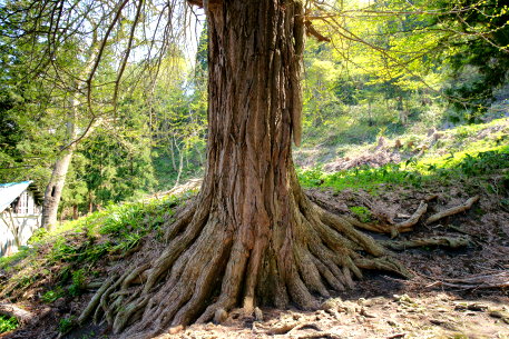向川寺の大イチョウ