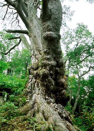東法田の大アカマツ