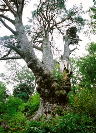 東法田の大アカマツ
