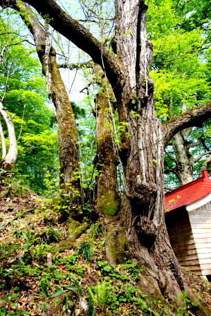 大谷地の大葉菩提樹