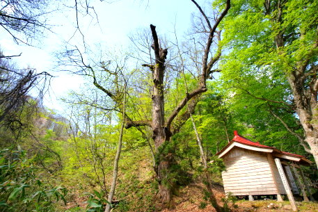 大谷地の大葉菩提樹