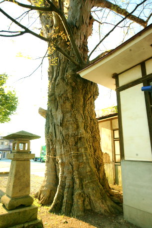 熊野神社のケヤキ