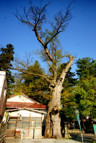 熊野神社のケヤキ