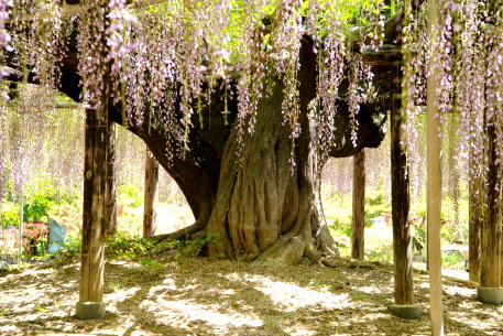 足利のノダナガフジ　No2