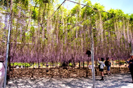 足利のノダナガフジ　No2