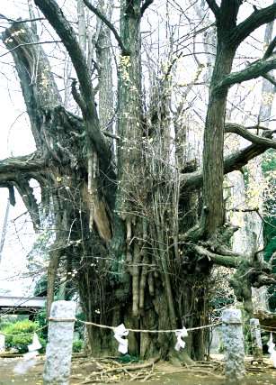 野木神社のイチョウ