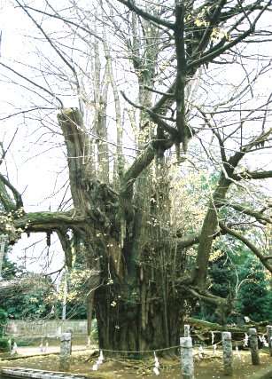 野木神社のイチョウ