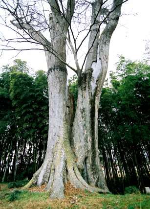 円宗寺のケヤキ
