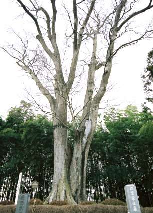 円宗寺のケヤキ