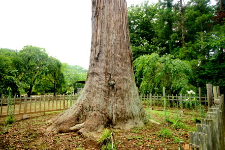 弘経寺の来迎杉