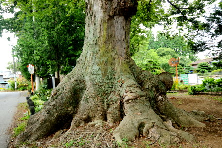 三所神社のケヤキ