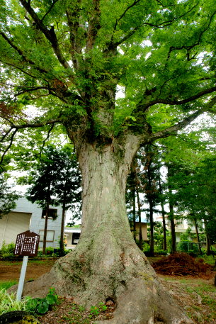 三所神社のケヤキ