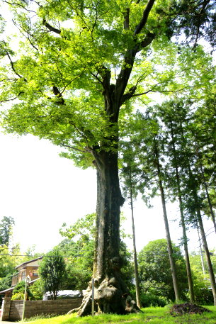 小原神社のケヤキ　１号木