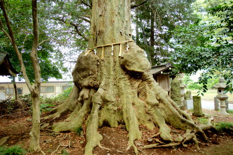 沓掛香取神社のケヤキ