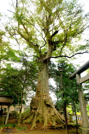 沓掛香取神社のケヤキ