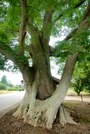北山道祖神社のケヤキ