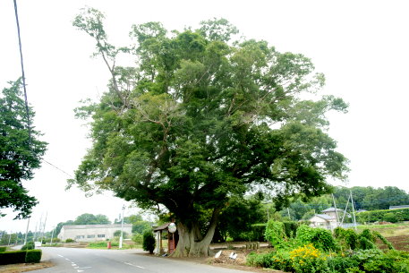 北山道祖神社のケヤキ