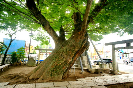 水海道諏訪神社のケヤキ