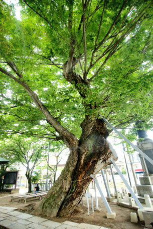 水海道諏訪神社のケヤキ