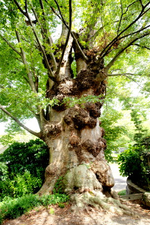 中根寺のケヤキ