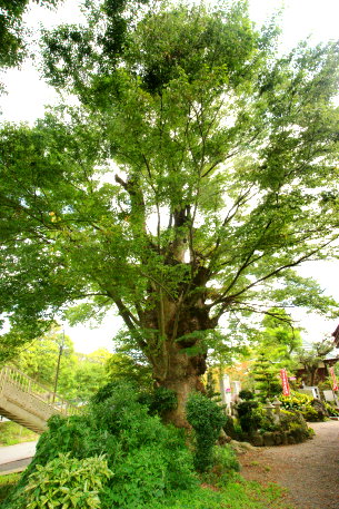 中根寺のケヤキ