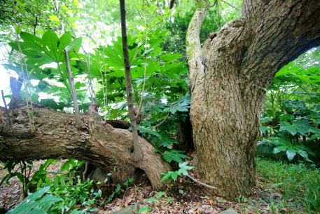 下横場の大グミ
