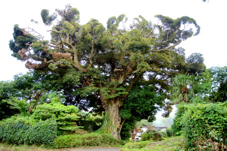 秋山のシイ（北）