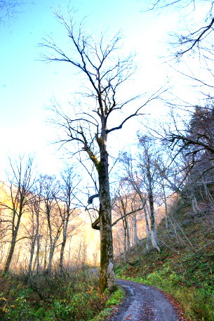 飯豊山のヤチダモ