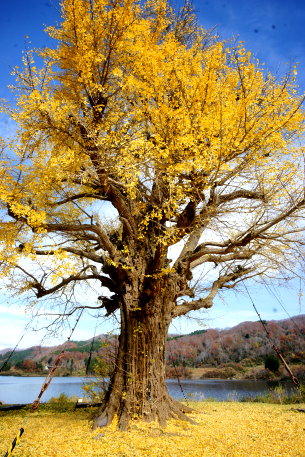 飛泉寺の銀杏