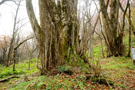 かご山の大桂_四郎