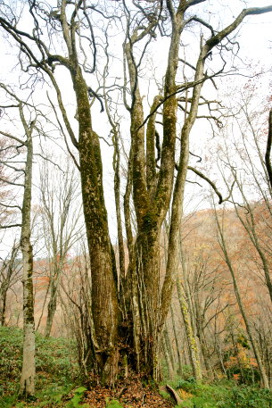 かご山の大桂_四郎