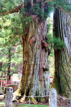 塩原の逆杉_雌杉