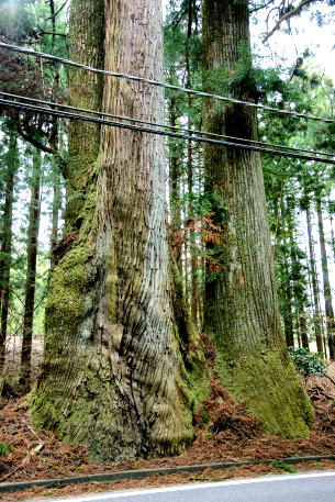 日光街道のスギ