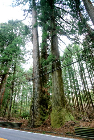 日光街道のスギ