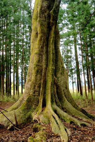 生岡神社のエゾエノキ