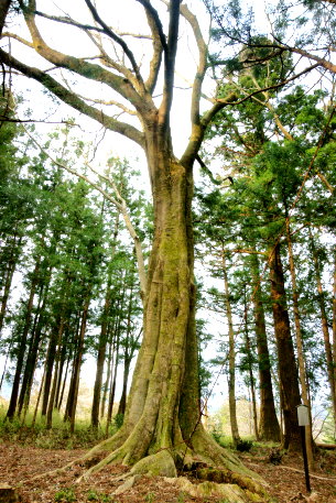 生岡神社のエゾエノキ