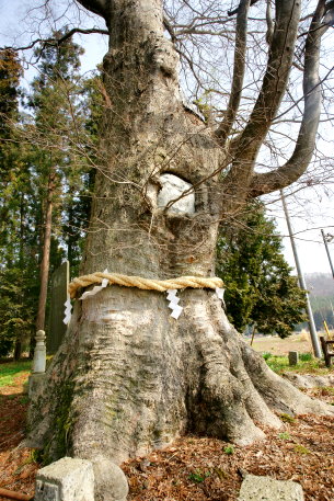 智賀都神社のケヤキ(東)