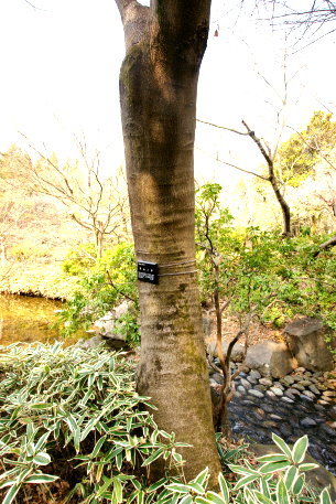 中央公園のネムノキ