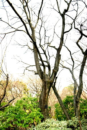 中央公園のネムノキ