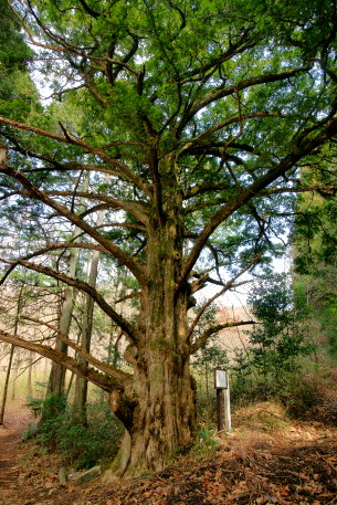 閑馬丸山のカヤ