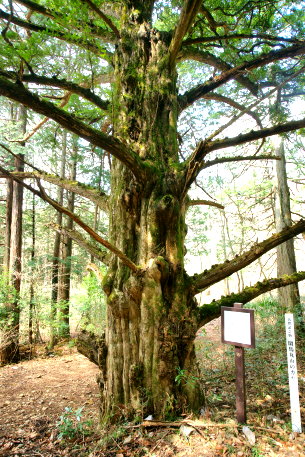 閑馬丸山のカヤ