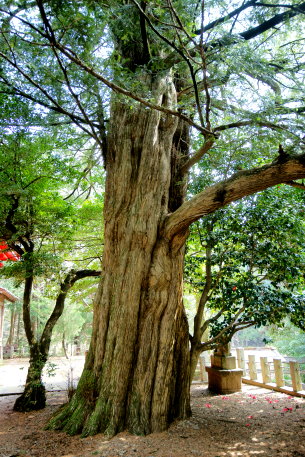 熊野神社のカヤ