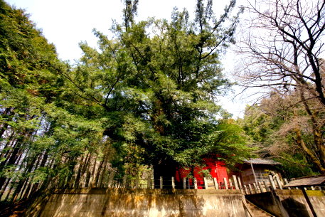 熊野神社のカヤ