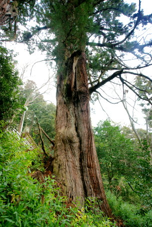 毘沙門天のスギ