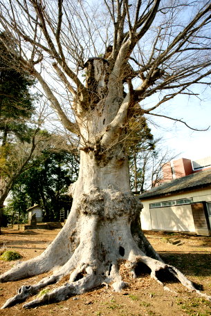 愛宕神社のケヤキ