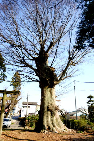 愛宕神社のケヤキ