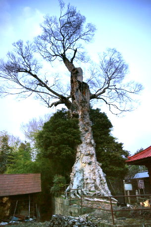 佐久山のケヤキ