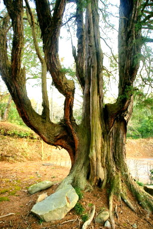 地蔵院のイトヒバ