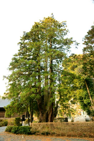 地蔵院のイトヒバ